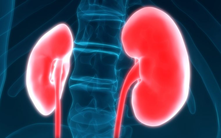 Targeting Energy-creating Pathway Could Slow Diabetic Kidney Disease Progression, Study Reports